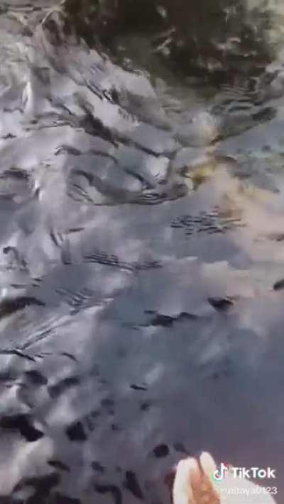 Thanks I hate feeding fish