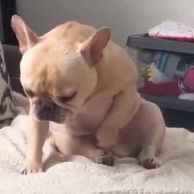 Dog 🐶🐶🐶🐶🐶