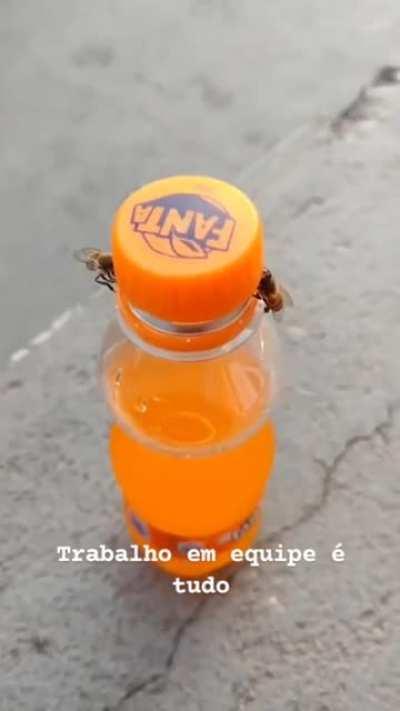 Even the bees are smart af here