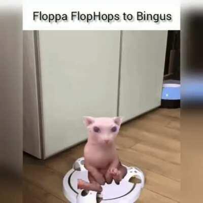 Floppa visits Bingus