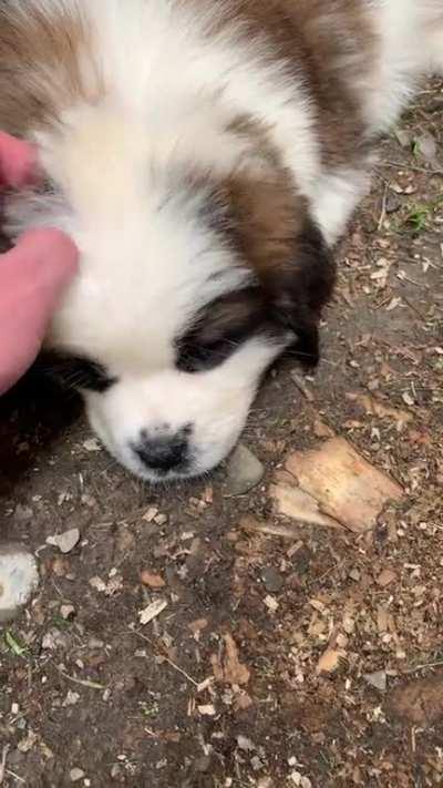 She found the coolest spot in the yard for a little nap