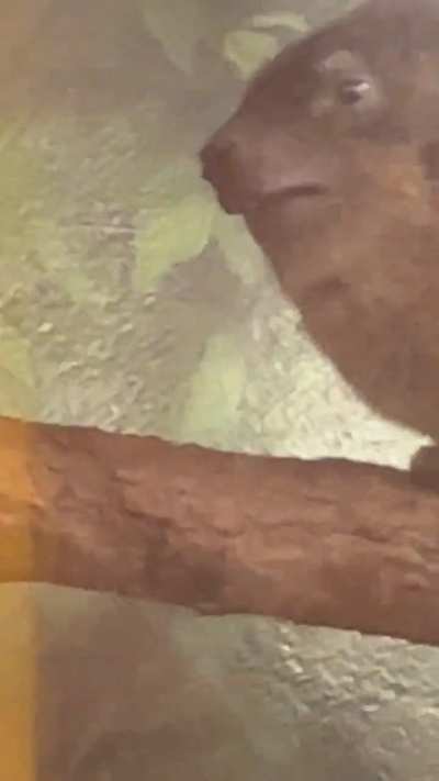 Found this fella at the zoo…