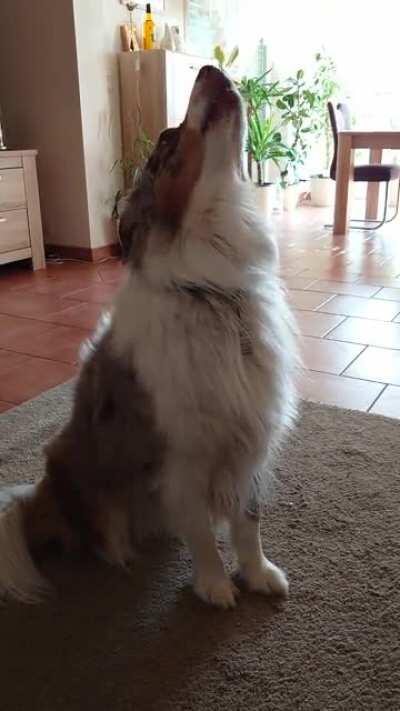 He trained himself to howl whenever the phone rings. Nice side effect, he walks to the phone and starts howling so we always know where a phone is.