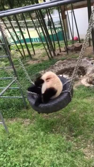 Pandas having fun