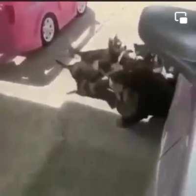 cellbits - Video #4347