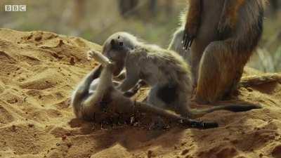 Meerkats vs Robot Cobra