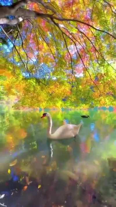 🔥 A lake in the autumn