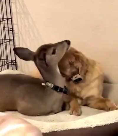 DOG AND DEER LOVE .....