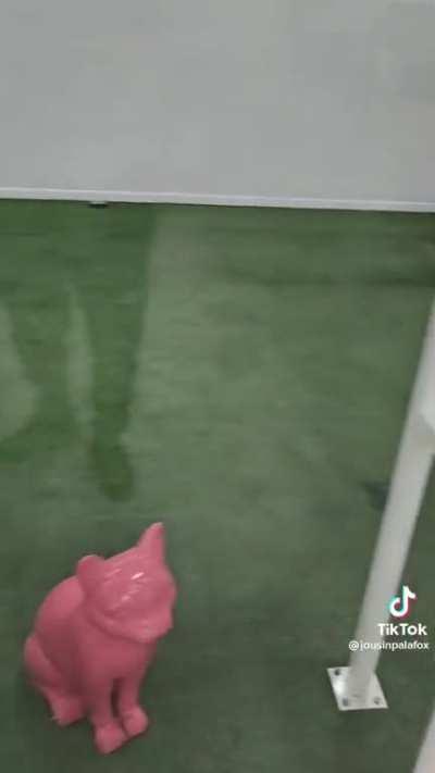 Chile 🇨🇱 mas gringo que PR🇵🇷 😎🥳🥇🏆