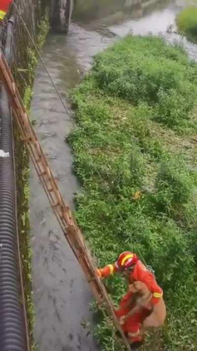 Rescuing a dog trapped by flooding in China.