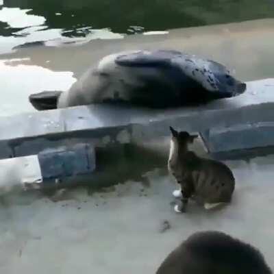 Chonky boi mercilessly warded off by cat