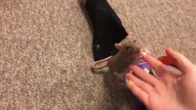 My sweet rat Bean doing a fun sensory agility course!