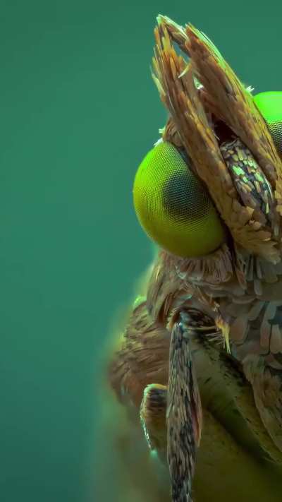🔥Macro Shot Of Bug On A Plant
