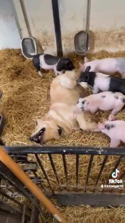 Playing with the Piggy Pals