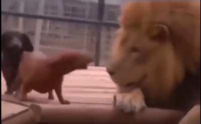 Dogs keep lion company