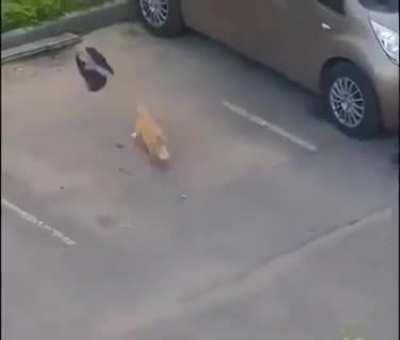 Kargaların zekası insanlara kök söktürür. Müthiş bir karga operasyonu.