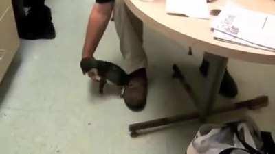 The Blue Fairy Penguin is indigenous to the southern coastlines of Australia and New Zealand. They are the smallest species of penguin in the world.