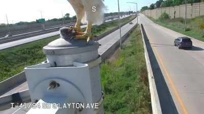Hawk eats rat in front of traffic camera.