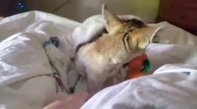 Fawzi Fox plays with toy carrot 🥕