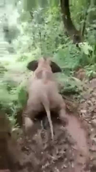 Blursed elephant 🐘