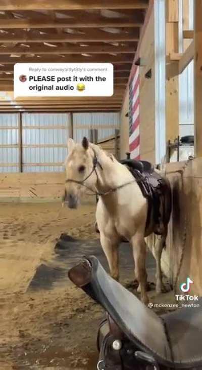 The definition of ✨Majestic✨