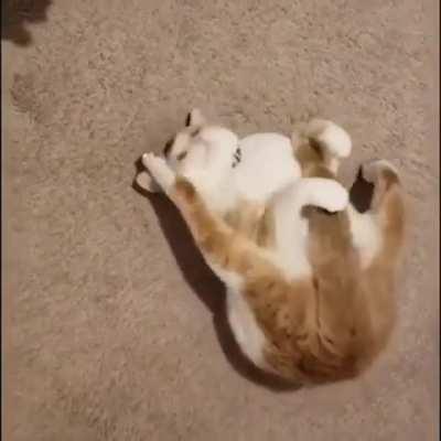 Oh, my tail....oh, my leg