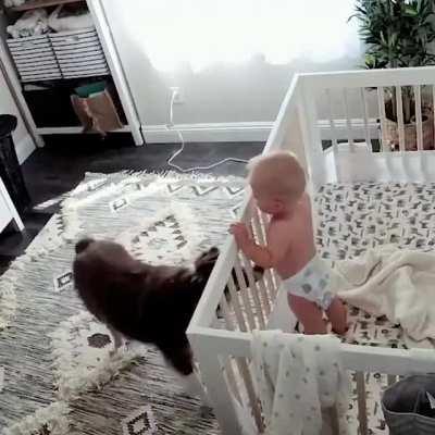 Doggo calms a crying baby