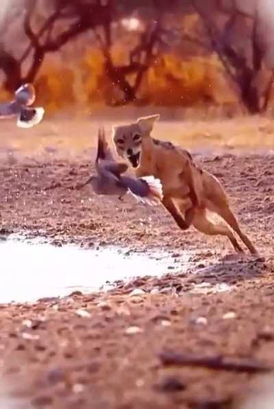 Between death and life is only a feather.