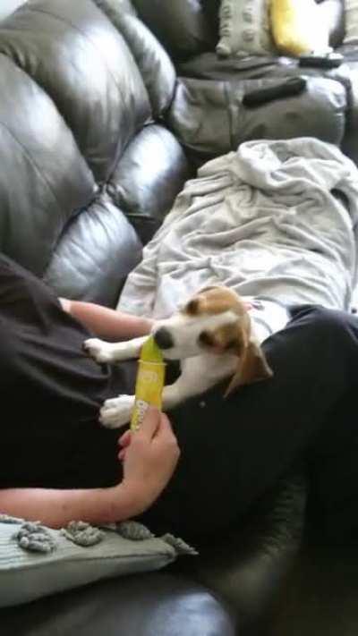 The coolest beagle😎