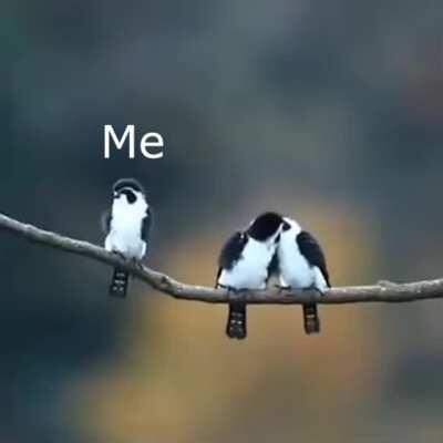 Forever alone, and I have already reconciled with it.