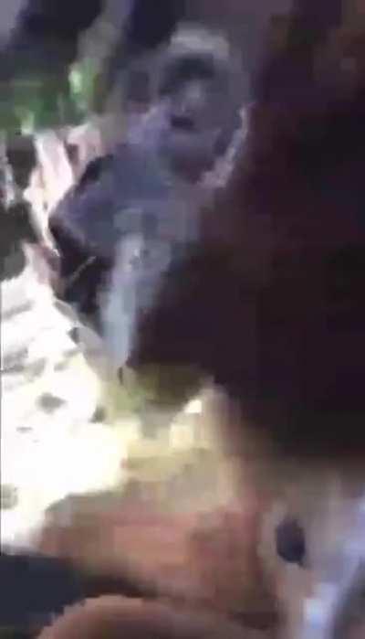 Primate preparing for launch