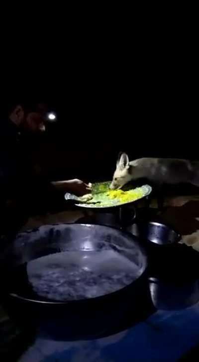 fennec was a little hungry and curious