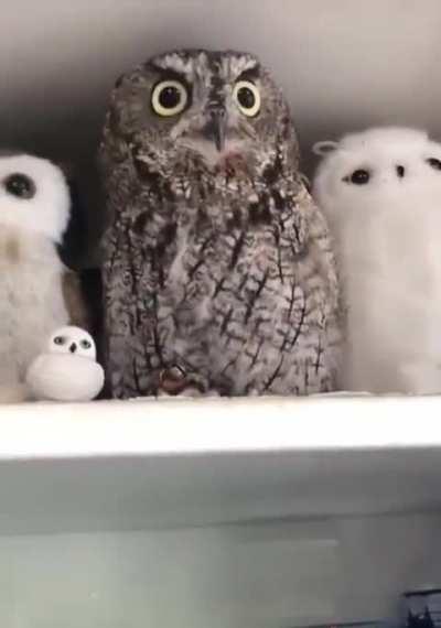 Owls are so extra.