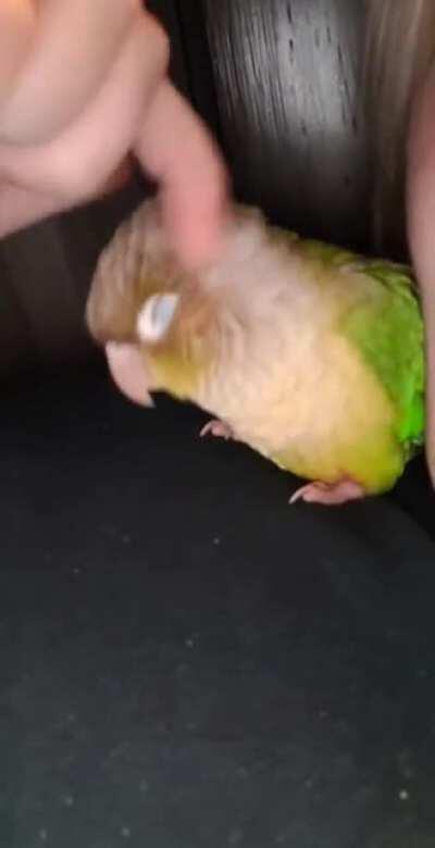ScritchBirb