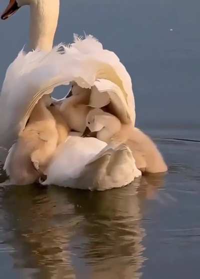 🔥 Swan carrying signets on her back. 