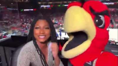 Harry the Hawk doing what he wants when he wants with Taylor 😝
