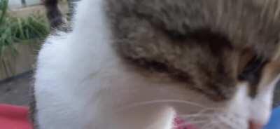 She really wanted my sandwich