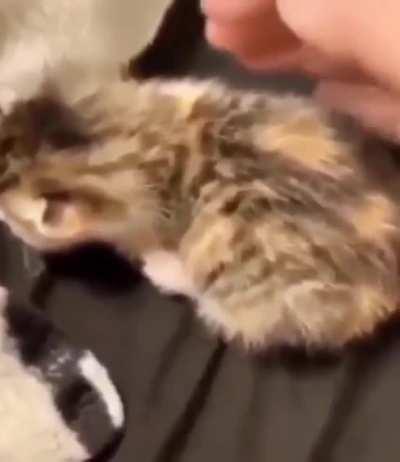 smAll kiTteN HOrrIBlY ASAuLteD bY owNER, cRIEs IN PAin