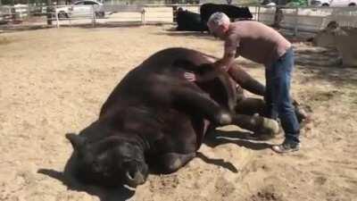 Ben discovered how much the pigs enjoy belly rubs, and now he wants them too (from The Gentle Barn Sanctuary)