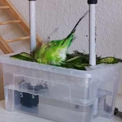 Cheese enjoying a nice bath in the summer