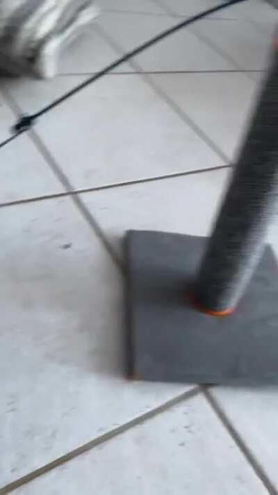 First official morning with Captain Furry Paws. She’s a bit stronger than I anticipated.