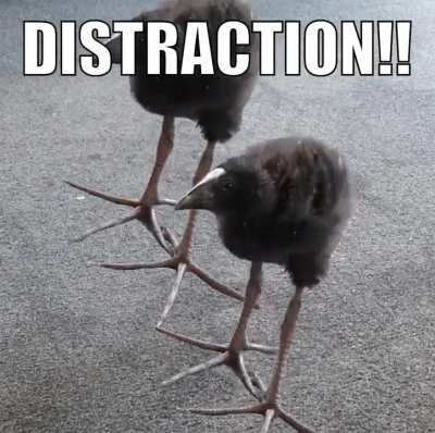 DISTRACTION!!