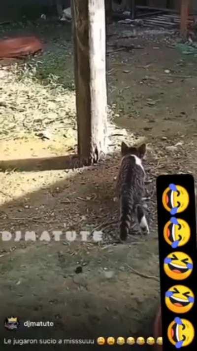 Hoyo aunque sea de pollo…. O cómo iba?