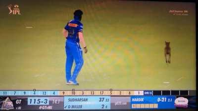 Here is the peak of an IPL