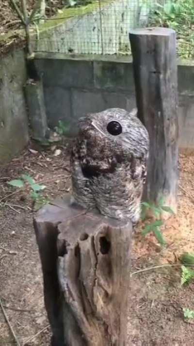 Looks Like The CIA Forgot To Put The Eyes On This One!