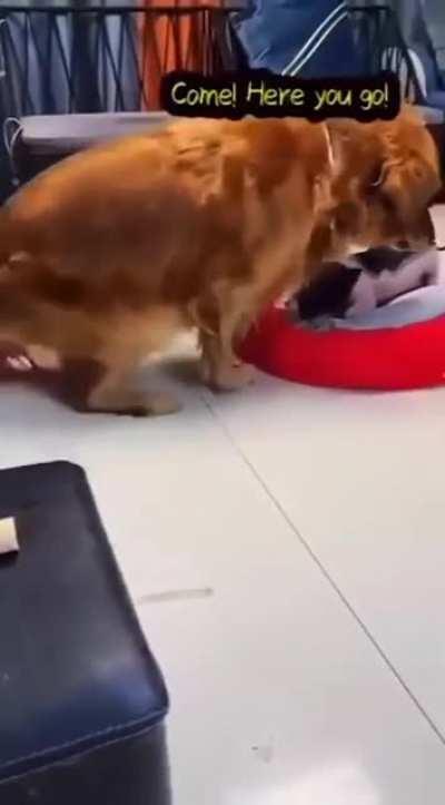 this made my day 😍🐶..