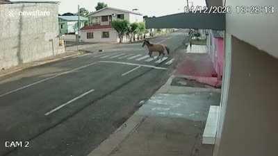 Horse crashes into house... in Brazil of course.