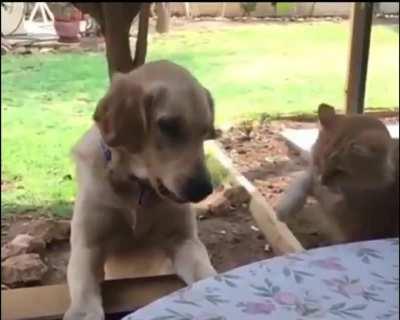 Cat tries to steal treat from dog and learn a lesson