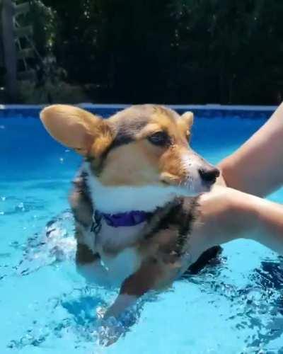 Swimming baby Piper