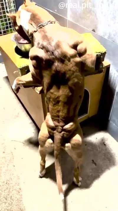 Brutus, The Swore Beast